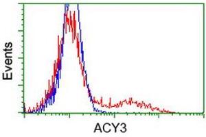 Image no. 4 for anti-Aminoacylase 3 (ACY3) antibody (ABIN1496464) (Aminoacylase 3 anticorps)