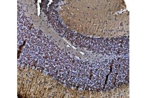 IHC analysis of TORC1/CRTC1 using anti-TORC1/CRTC1 antibody (ABIN7602801). (CRTC1 anticorps  (C-Term))