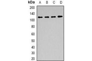 Western blot analysis of BAG6 expression in Hela (A), mouse kidney (B), mouse testis (C), rat testis (D) whole cell lysates. (BAT3 anticorps)