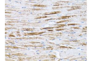Immunohistochemistry of paraffin-embedded mouse spleen using β-actin antibody. (beta Actin anticorps)