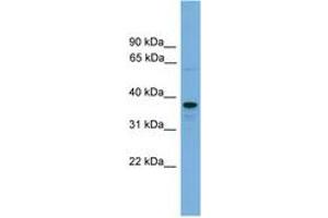 Image no. 1 for anti-Vacuolar Protein Sorting-Associated Protein 16 Homolog (VPS16) (AA 587-636) antibody (ABIN6745209) (VPS16 anticorps  (AA 587-636))