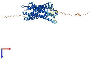 AlphaFold protein structure predicition of Human Recombinant FPR2 Protein, UniprotID P25090