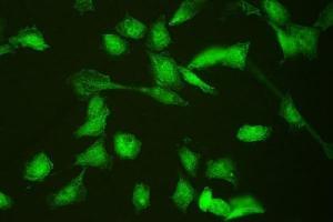 IF analysis of HSPA2 using anti-HSPA2 antibody (ABIN3043850). (HSPA2 anticorps  (C-Term))