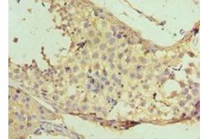 Immunohistochemistry of paraffin-embedded human testis tissue using ABIN7160732 at dilution of 1:100 (PTPDC1 anticorps  (AA 161-235))