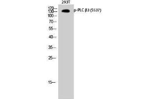 Western Blotting (WB) image for anti-phospholipase C, beta 3 (Phosphatidylinositol-Specific) (PLCB3) (pSer537) antibody (ABIN3179674) (PLCB3 anticorps  (pSer537))