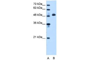 ATP5B antibody - N-terminal region  validated by WB using HepG2 cell lysate at 1.