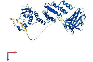 AlphaFold protein structure predicition of Human Recombinant BTBD1 Protein, UniprotID Q9H0C5