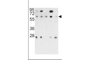 Western blot analysis of PR48 antibody (N-term) (ABIN392195 and ABIN2841900) in 293, NCI-, Hela, K562 and HL60 cell line lysates (35 μg/lane). (PPP2R3B anticorps  (N-Term))
