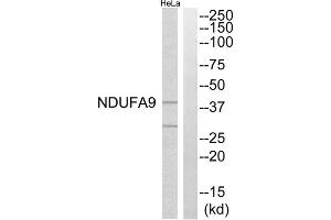 Western blot analysis of extracts from HeLa cells, using NDUFA9 antibody. (NDUFA9 anticorps  (Internal Region))
