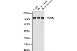 METTL3 antibody