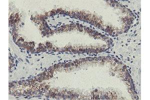 Image no. 7 for anti-Src-like-adaptor 2 (SLA2) antibody (ABIN1500946) (SLAP2 anticorps)