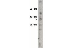 Western blot analysis using Ceramide Glycosyltransferase antibody (X1700P) on 7 ug  of rat kidney lysate. (UGCG anticorps)