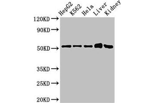 FBXW2 Antikörper  (AA 72-340)