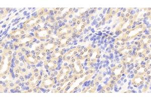 Detection of PHPT1 in Mouse Kidney Tissue using Polyclonal Antibody to Phosphohistidine Phosphatase 1 (PHPT1)