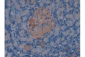 Detection of AMH in Rat Pancreas Tissue using Polyclonal Antibody to Anti-Mullerian Hormone (AMH) (AMH anticorps  (AA 447-553))
