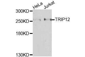 Western blot analysis of extracts of various cell lines, using TRIP12 antibody (ABIN6003666) at 1/1000 dilution. (TRIP12 anticorps)