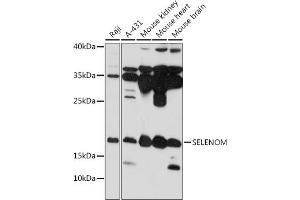 Western blot analysis of extracts of various cell lines, using SELENOM antibody (ABIN7270195) at 1:1000 dilution. (SELM anticorps  (AA 50-130))