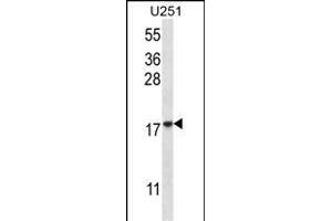 EIF1AY Antibody (N-term) (ABIN657081 and ABIN2846242) western blot analysis in  cell line lysates (35 μg/lane). (EIF1AY anticorps  (N-Term))