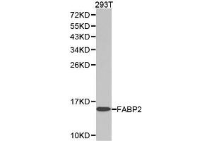 Western blot analysis of extracts of 293T cell lines, using FABP2 antibody. (FABP2 anticorps  (AA 1-132))