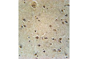 TXTP Antibody (Center) (ABIN651680 and ABIN2840357) immunohistochemistry analysis in formalin fixed and paraffin embedded human brain tissue followed by peroxidase conjugation of the secondary antibody and DAB staining. (TXTP anticorps  (AA 142-170))