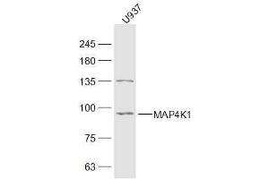 U937 lysates probed with MAP4K1 Polyclonal Antibody, Unconjugated  at 1:300 dilution and 4˚C overnight incubation. (MAP4K1 anticorps  (AA 231-330))