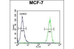 CCNT1 Antibody (Center) (ABIN654626 and ABIN2844323) flow cytometric analysis of MCF-7 cells (right histogram) compared to a negative control cell (left histogram). (Cyclin T1 anticorps  (AA 253-281))