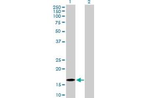 Western Blot analysis of BATF expression in transfected 293T cell line by BATF MaxPab polyclonal antibody. (BATF anticorps  (AA 1-125))