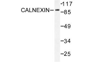 Image no. 2 for anti-Calnexin (CANX) antibody (ABIN271924) (Calnexin anticorps)
