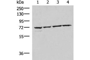 Western blot analysis of 293T Raji Jurkat HepG2 cell lysates using CBFA2T2 Polyclonal Antibody at dilution of 1:1000 (CBFA2T2 anticorps)