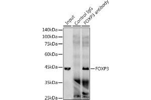 Immunoprecipitation analysis of 300 μg extracts of Jurkat cells using 3 μg FOXP3 antibody (ABIN7267248).