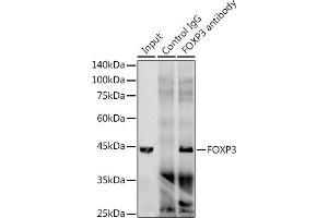 Immunoprecipitation analysis of 300 μg extracts of Jurkat cells using 3 μg FOXP3 antibody (ABIN7267248). (FOXP3 anticorps)