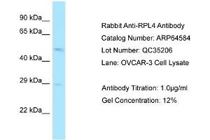 Western Blotting (WB) image for anti-Ribosomal Protein L4 (RPL4) (N-Term) antibody (ABIN2789886) (RPL4 anticorps  (N-Term))