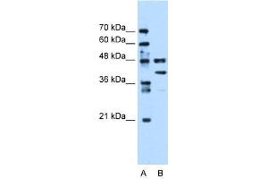 EEF1G antibody used at 0. (EEF1G anticorps  (Middle Region))