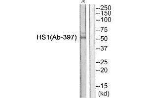 Western blot analysis of extracts from JurKat cells, using HS1 (epitope around residue 397) antibody. (HCLS1 anticorps  (Tyr397))
