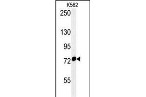 HS Antibody (Center) (ABIN654119 and ABIN2843996) western blot analysis in K562 cell line lysates (35 μg/lane). (HSPA9 anticorps  (AA 273-301))