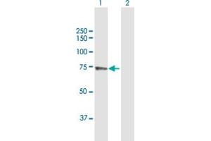 Western Blot analysis of PABPC3 expression in transfected 293T cell line by PABPC3 MaxPab polyclonal antibody.