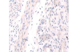 IHC-P analysis of Mouse Tissue, with DAB staining. (OGN anticorps  (AA 180-298))