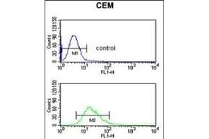 DMC1 Antibody (N-term) (ABIN653277 and ABIN2842793) flow cytometric analysis of CEM cells (bottom histogram) compared to a negative control cell (top histogram).