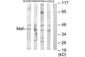 Western blot analysis of extracts from HuvEc cells, HepG2 cells, HeLa cells and COLO205 cells, using MAF antibody. (MAF anticorps  (C-Term))