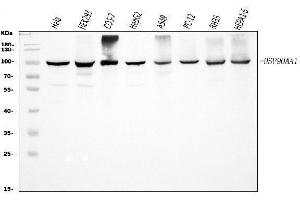 Western blot analysis of Hsp90 alpha using anti-Hsp90 alpha antibody (ABIN3043848).