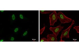 ICC/IF Image PUF60 antibody detects PUF60 protein at nucleus by immunofluorescent analysis. (PUF60 anticorps)