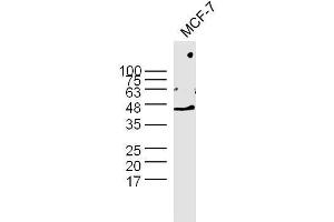 MCF-7 cell lysates probed with Rabbit Anti-GAPDH Polyclonal Antibody  at 1:300 overnight at 4˚C. (GAPDH anticorps  (AA 101-200))