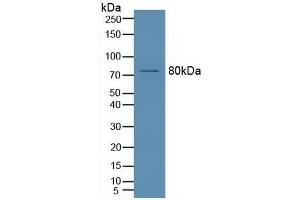 Western blot analysis of Mouse Brain Tissue. (SMPD1 anticorps  (AA 319-579))