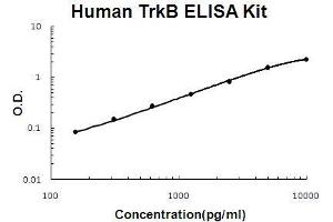 Human TrkB PicoKine ELISA Kit standard curve