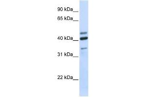 HYAL1 antibody used at 0. (HYAL1 anticorps  (N-Term))