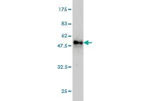 Western Blot detection against Immunogen (52.