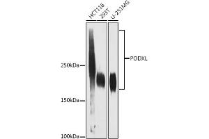 Western blot analysis of extracts of various cell lines, using PODXL antibody (ABIN1678504, ABIN3019044, ABIN3019045 and ABIN7101705) at 1:1000 dilution.