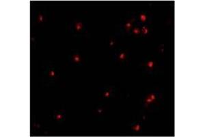 AP20056PU-N ATG7 antibody staining of L1210 cells by Immunofluoresecnce at 10 μg/ml. (ATG7 anticorps  (N-Term))