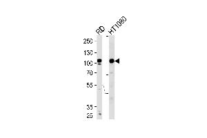 Western blot analysis of lysates from RD,HT1080 cell line (from left to right),using ATP2A1 Antibody . (ATP2A1/SERCA1 anticorps  (C-Term))