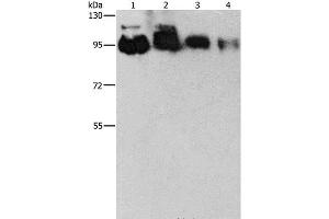 Western Blot analysis of Hela, PC3, 231 and 293T cell using EPS15L1 Polyclonal Antibody at dilution of 1:350 (EPS15L1 anticorps)